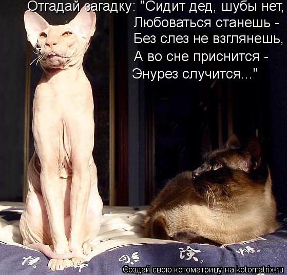 Отгадай загадку: "Сидит дед, шубы нет, Любоваться станешь - Без слез не взглянешь, А во сне приснится... Котоматрица: Отгадай загадку: "Сидит дед, шубы нет, Любоваться станешь - Без слез не взглянешь, А во сне приснится - Энурез случится..."