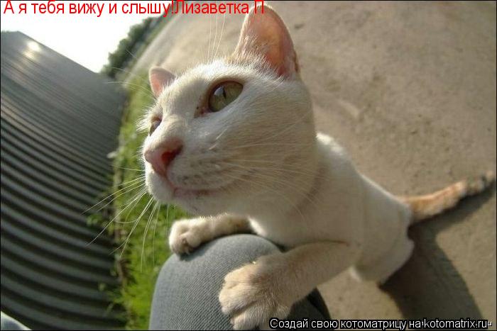 А я тебя вижу и слышу!Лизаветка П... Котоматрица: А я тебя вижу и слышу!Лизаветка П