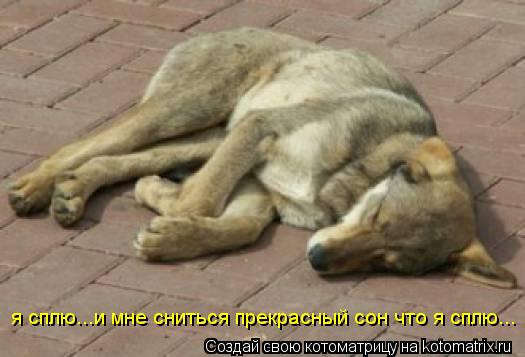 я сплю...и мне сниться прекрасный сон что я сплю...... Котоматрица: я сплю...и мне сниться прекрасный сон что я сплю...