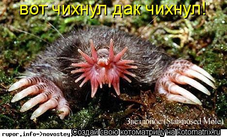 вот чихнул дак чихнул!... Котоматрица: вот чихнул дак чихнул!