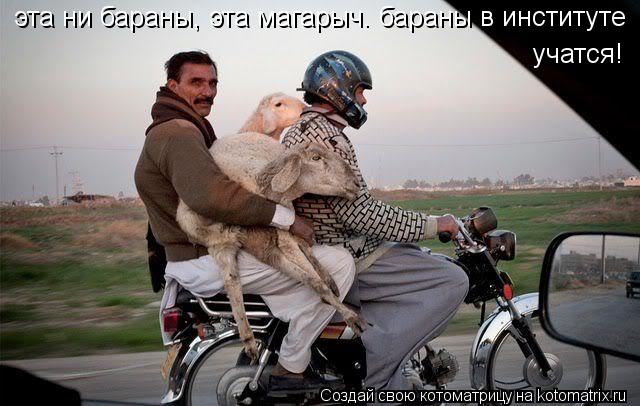 эта ни бараны, эта магарыч. бараны в институте учатся!... Котоматрица: эта ни бараны, эта магарыч. бараны в институте учатся!
