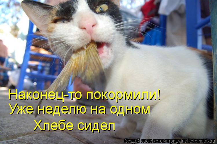 Наконец-то покормили! Уже неделю на одном Хлебе сидел... Котоматрица: Наконец-то покормили! Уже неделю на одном Хлебе сидел