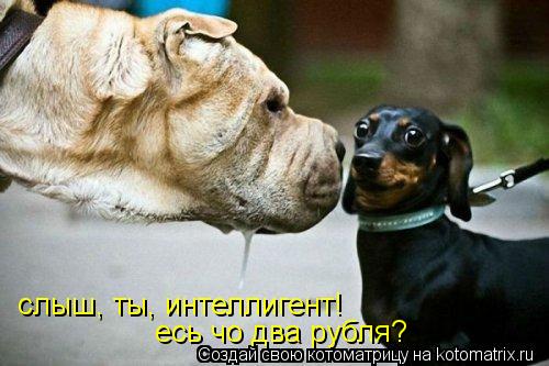 слыш, ты, интеллигент! есь чо два рубля?... Котоматрица: слыш, ты, интеллигент! есь чо два рубля?