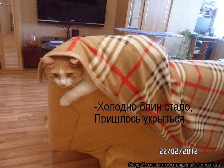 -Холодно блин стало, Пришлось укрыться... Котоматрица: -Холодно блин стало, Пришлось укрыться