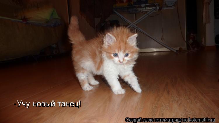 Учу новый танец! -... Котоматрица: Учу новый танец! -