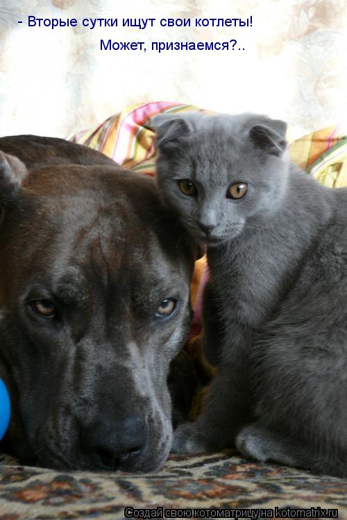 - Вторые сутки ищут свои котлеты! Может, признаемся?..... Котоматрица: - Вторые сутки ищут свои котлеты! Может, признаемся?..
