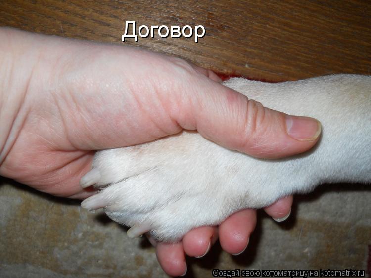 Договор... Котоматрица: Договор