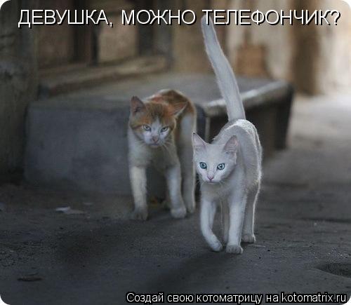 ДЕВУШКА, МОЖНО ТЕЛЕФОНЧИК?... Котоматрица: ДЕВУШКА, МОЖНО ТЕЛЕФОНЧИК?