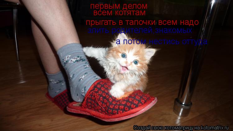 первым делом всем котятам прыгать в тапочки всем надо злить родителей,знакомых а потом нестись оттуда... Котоматрица: первым делом всем котятам прыгать в тапочки всем надо злить родителей,знакомых а потом нестись оттуда