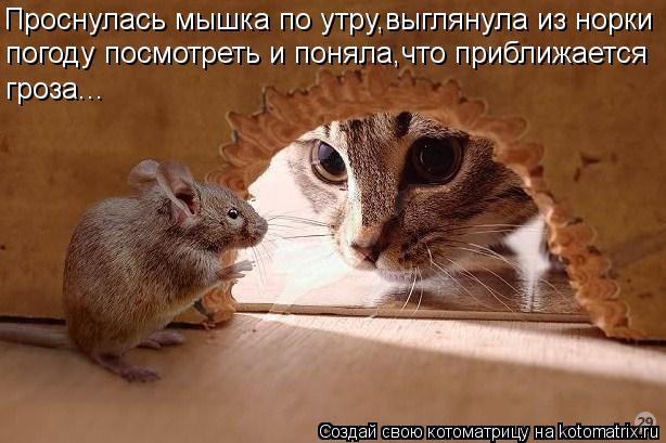 Проснулась мышка по утру,выглянула из норки погоду посмотреть и поняла,что приближается гроза...... Котоматрица: Проснулась мышка по утру,выглянула из норки погоду посмотреть и поняла,что приближается гроза...