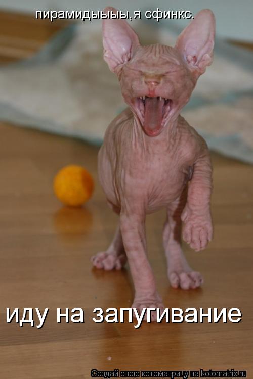 пирамидыыыы,я сфинкс. иду на запугивание... Котоматрица: пирамидыыыы,я сфинкс. иду на запугивание