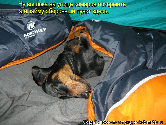 Ну вы пока на улице комаров покормите, а я займу оборонный пункт здесь.... Котоматрица: Ну вы пока на улице комаров покормите, а я займу оборонный пункт здесь.