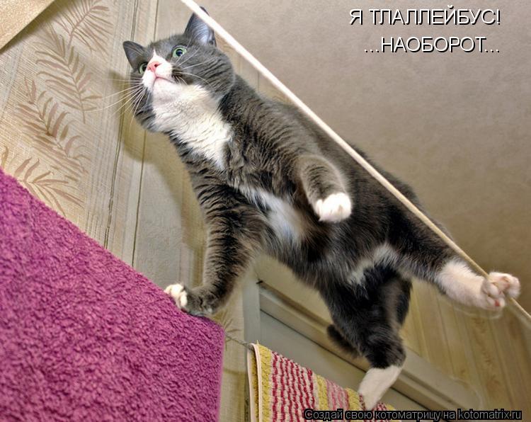 Я ТЛАЛЛЕЙБУС! ...НАОБОРОТ...... Котоматрица: Я ТЛАЛЛЕЙБУС! ...НАОБОРОТ...