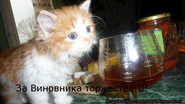 За Виновника торжества!!!!... Котоматрица: За Виновника торжества!!!!