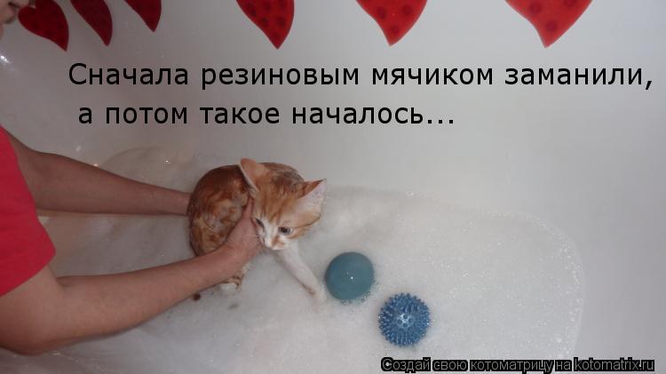Сначала резиновым мячиком заманили, а потом такое началось...... Котоматрица: Сначала резиновым мячиком заманили, а потом такое началось...