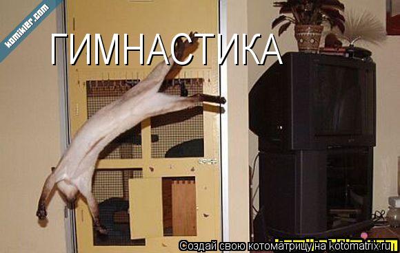 ГИМНАСТИКА... Котоматрица: ГИМНАСТИКА
