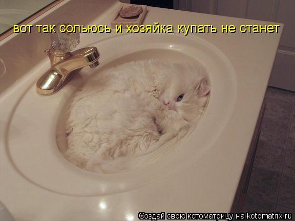 Котоматрица: вот так сольюсь и хозяйка купать не станет