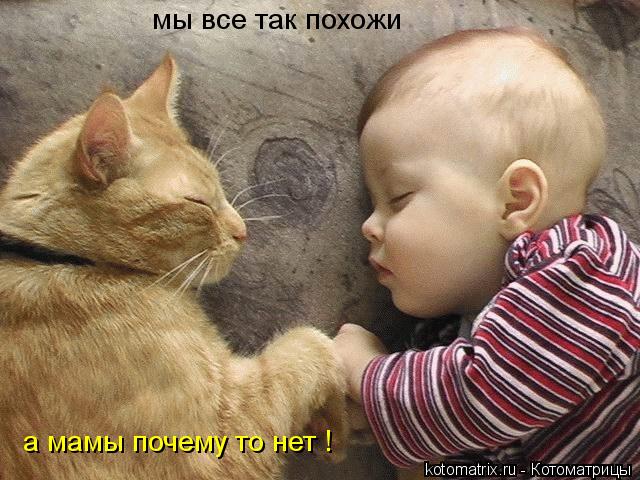 Котоматрица: мы все так похожи а мамы почему то нет !
