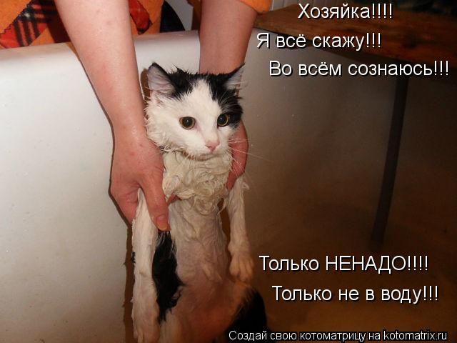 Котоматрица: Хозяйка!!!! Я всё скажу!!! Во всём сознаюсь!!! Только НЕНАДО!!!! Только не в воду!!!