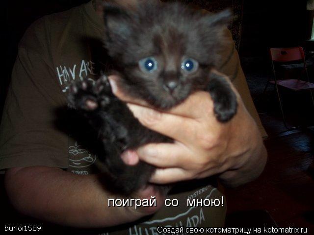 Котоматрица: поиграй  со  мною!