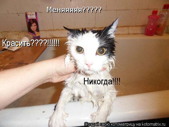 Котоматрица: Меняяяяя????? Красить????!!!!!! Никогда!!!!