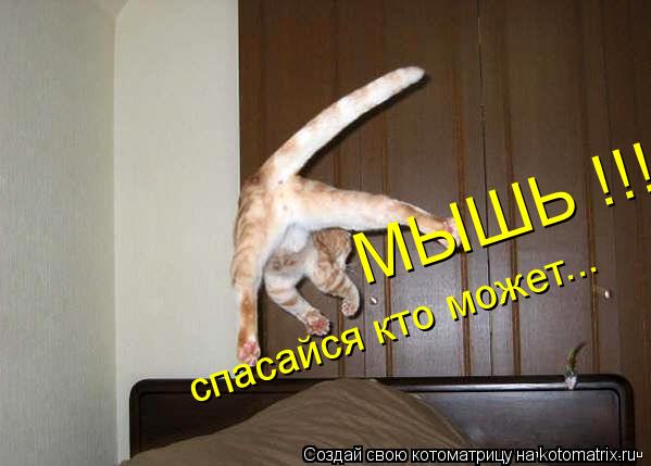 Котоматрица: МЫШЬ !!! спасайся кто может...