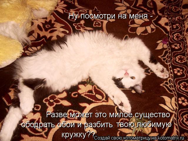 Котоматрица: Разве может это милое существо ободрать обои и разбить  твою любимую кружку?? Ну посмотри на меня -