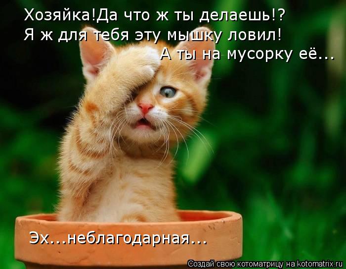 Котоматрица: Хозяйка!Да что ж ты делаешь!? Я ж для тебя эту мышку ловил! А ты на мусорку её... Эх...неблагодарная...