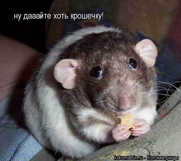 ну дааайте хоть крошечку!... Котоматрица: ну дааайте хоть крошечку!