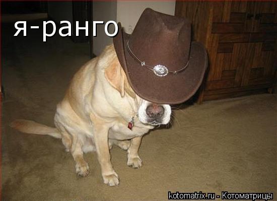я-ранго... Котоматрица: я-ранго
