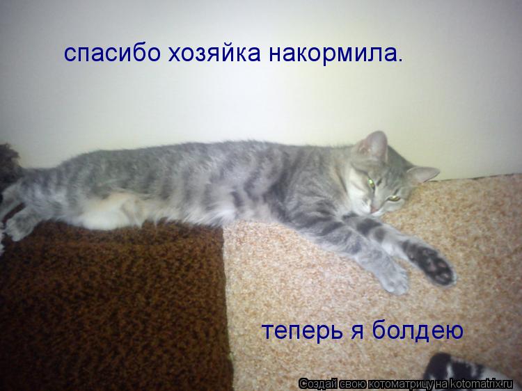 спасибо хозяйка накормила. теперь я болдею... Котоматрица: спасибо хозяйка накормила. теперь я болдею