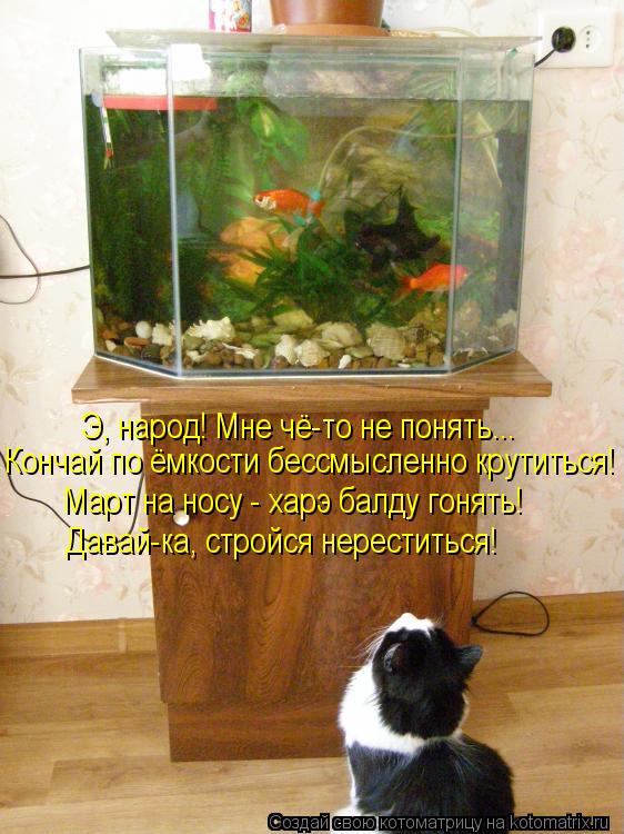 Кончай по ёмкости бессмысленно крутиться! Март на носу - харэ балду гонять! Э, народ! Мне чё-то не по... Котоматрица: Кончай по ёмкости бессмысленно крутиться! Март на носу - харэ балду гонять! Э, народ! Мне чё-то не понять... Давай-ка, стройся нереститься!