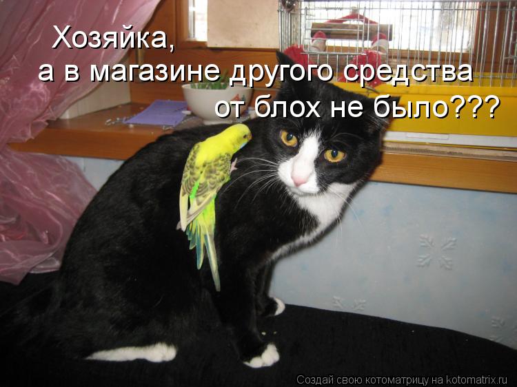 Хозяйка, а в магазине другого средства от блох не было???... Котоматрица: Хозяйка, а в магазине другого средства от блох не было???