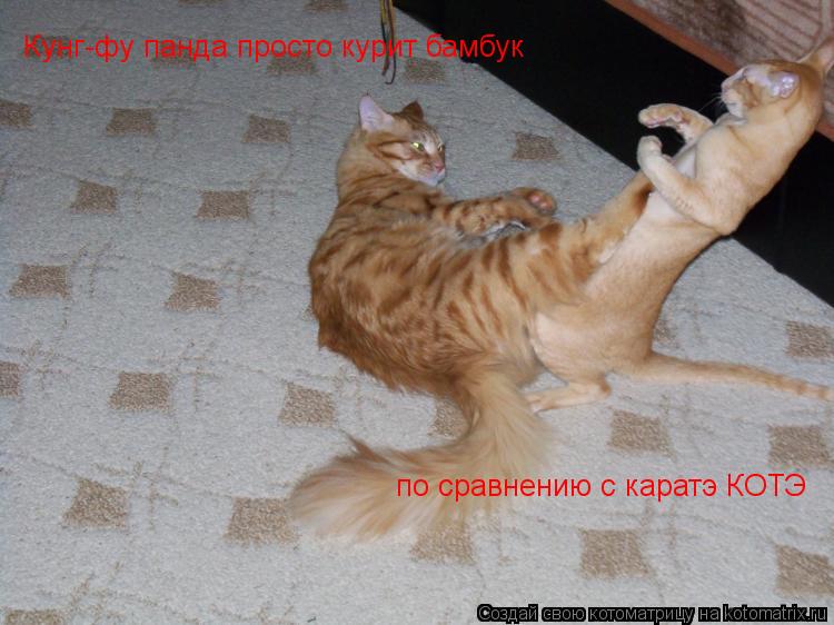 Кунг-фу панда просто курит бамбук по сравнению с каратэ КОТЭ... Котоматрица: Кунг-фу панда просто курит бамбук по сравнению с каратэ КОТЭ