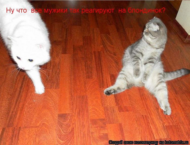 Ну что все мужики так реагируют на блондинок?... Котоматрица: Ну что все мужики так реагируют на блондинок?
