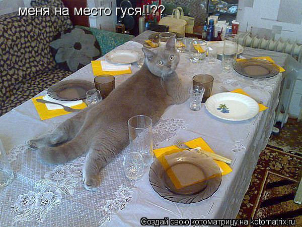 меня на место гуся!!??... Котоматрица: меня на место гуся!!??