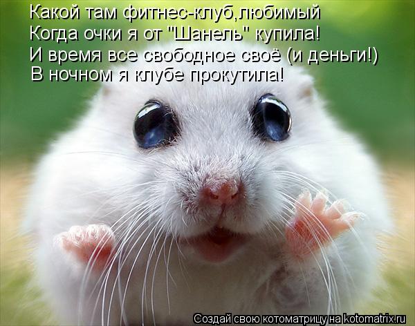 Какой там фитнес-клуб,любимый Когда очки я от "Шанель" купила! И время все свободное своё (и деньги!)... Котоматрица: Какой там фитнес-клуб,любимый Когда очки я от "Шанель" купила! И время все свободное своё (и деньги!) В ночном я клубе прокутила!