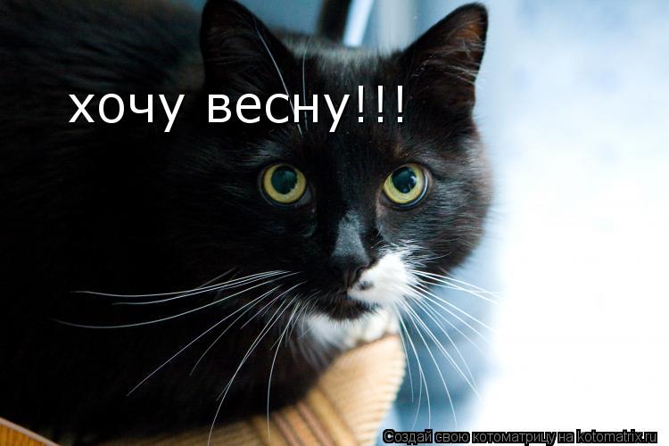 хочу весну!!!... Котоматрица: хочу весну!!!