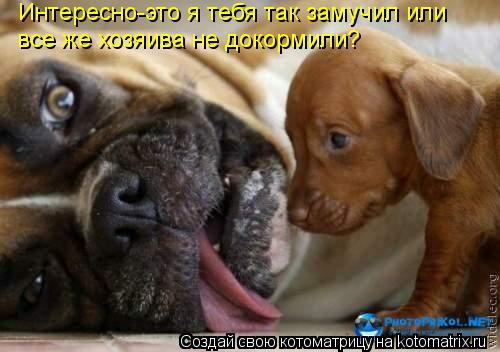 Интересно-это я тебя так замучил или все же хозяива не докормили?... Котоматрица: Интересно-это я тебя так замучил или все же хозяива не докормили?