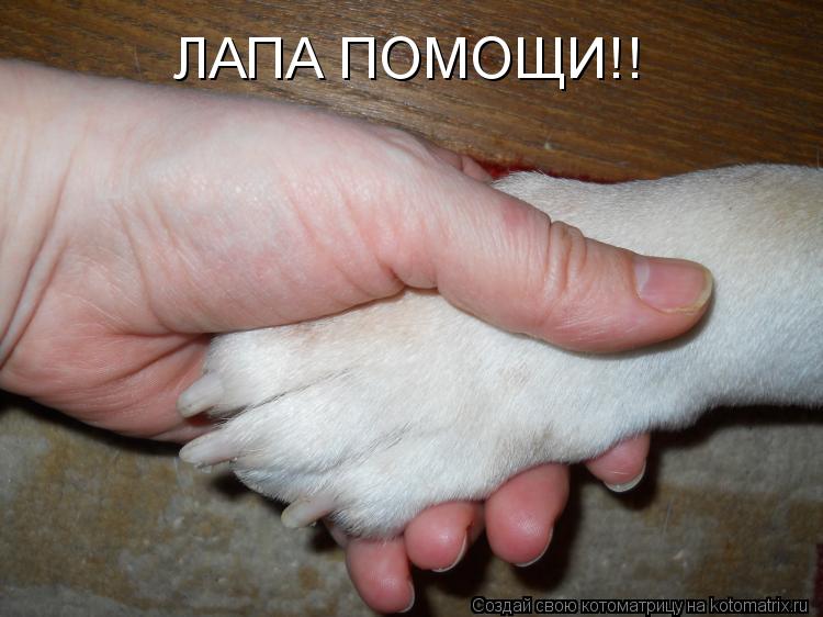 ЛАПА ПОМОЩИ!!... Котоматрица: ЛАПА ПОМОЩИ!!