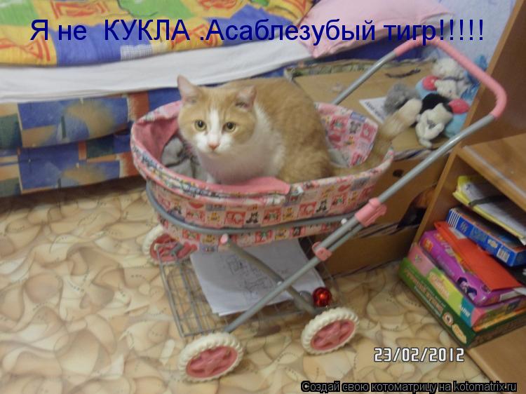 Я не КУКЛА .Асаблезубый тигр!!!!!... Котоматрица: Я не КУКЛА .Асаблезубый тигр!!!!!