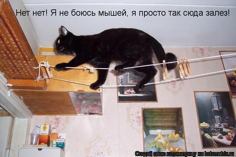 Нет нет! Я не боюсь мышей, я просто так сюда залез!... Котоматрица: Нет нет! Я не боюсь мышей, я просто так сюда залез!