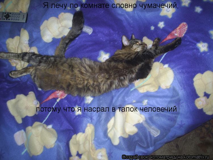 Я лечу по комнате словно чумачечий, потому что я насрал в тапок человечий... Котоматрица: Я лечу по комнате словно чумачечий, потому что я насрал в тапок человечий
