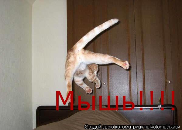 Мышь!!!!!!!!!!!!!!!!!!!!!!!!!!!!... Котоматрица: Мышь!!!!!!!!!!!!!!!!!!!!!!!!!!!!