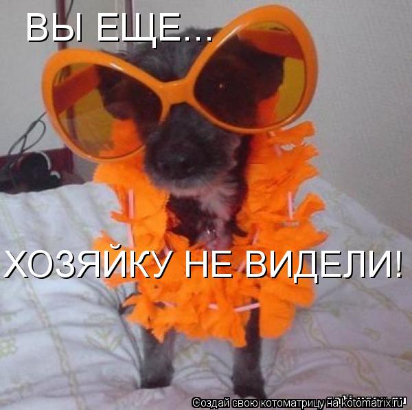 ХОЗЯЙКУ НЕ ВИДЕЛИ! ВЫ ЕЩЕ...... Котоматрица: ХОЗЯЙКУ НЕ ВИДЕЛИ! ВЫ ЕЩЕ...