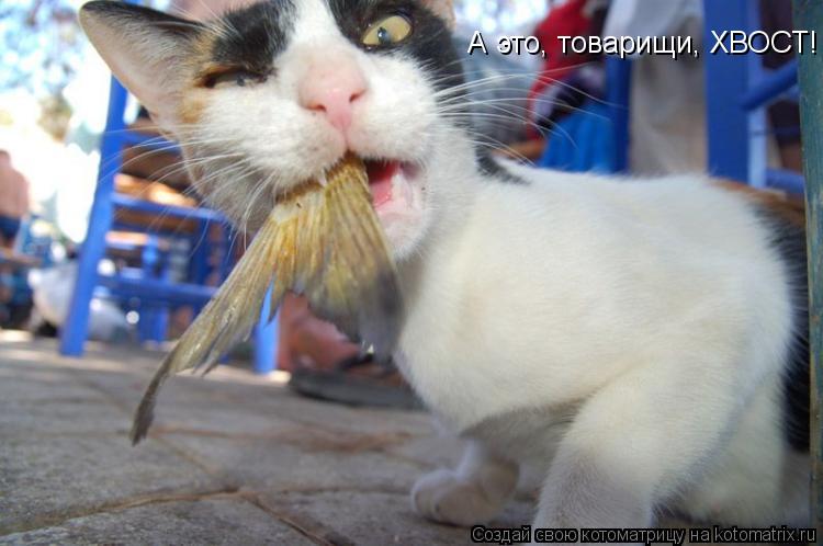 А это, товарищи, ХВОСТ!... Котоматрица: А это, товарищи, ХВОСТ!
