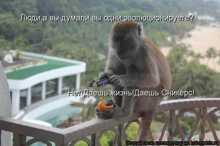Люди,а вы думали вы одни эволюционируете? Нет!Даешь жизнь!Даешь Сникерс!... Котоматрица: Люди,а вы думали вы одни эволюционируете? Нет!Даешь жизнь!Даешь Сникерс!