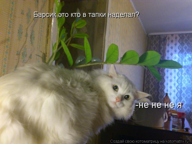 Барсик это кто в тапки наделал? -не не не я... Котоматрица: Барсик это кто в тапки наделал? -не не не я