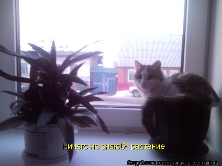 Ничего не знаю!Я растение!... Котоматрица: Ничего не знаю!Я растение!