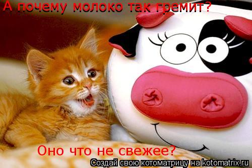 А почему молоко так гремит ? А почему молоко так гремит Оно что не свежее?... Котоматрица: А почему молоко так гремит ? А почему молоко так гремит Оно что не свежее?